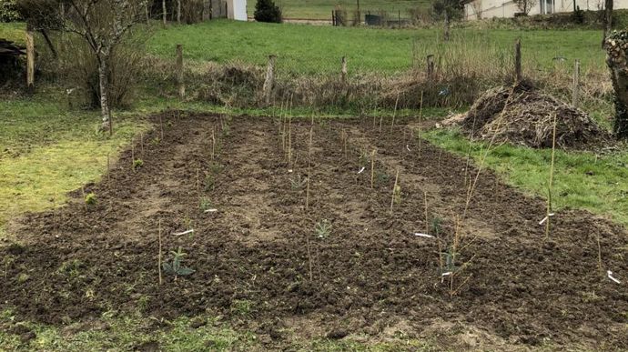 Sur environ 1 ha, Théo va conduire, notamment, des cultures de Sapin de Noël et d’arbustes de pépinière. Ici ses premières plantations. . ©Théo Jeanroy